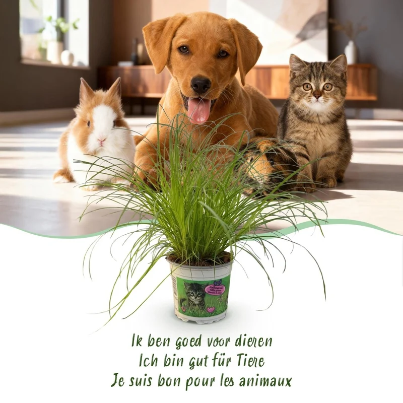 Katzengras kaufen | Cyperus Zumula – Topf Ø 12 cm