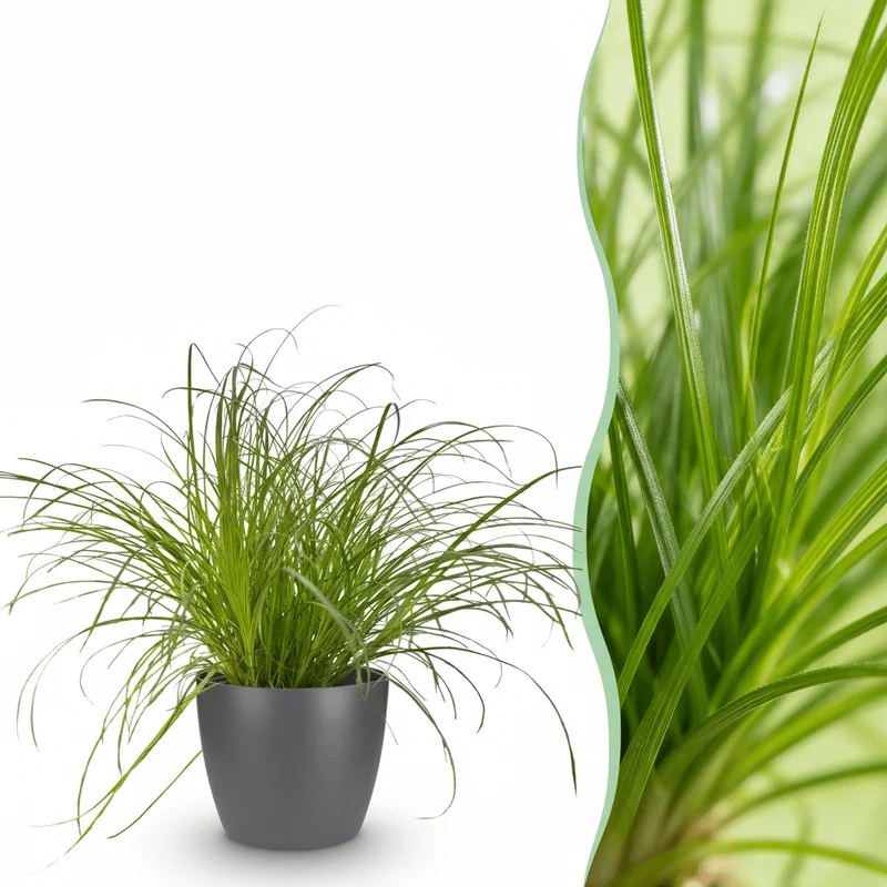 Katzengras kaufen | Cyperus Zumula – Topf Ø 12 cm