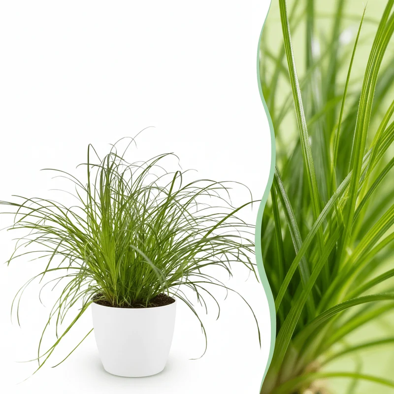 Katzengras kaufen | Cyperus Zumula – Topf Ø 12 cm