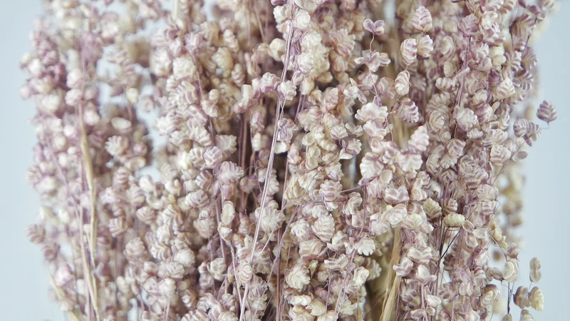 Briza salino - 1 Bund - Naturfarbe