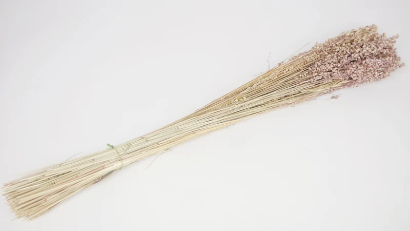 Briza salino - 1 Bund - Naturfarbe