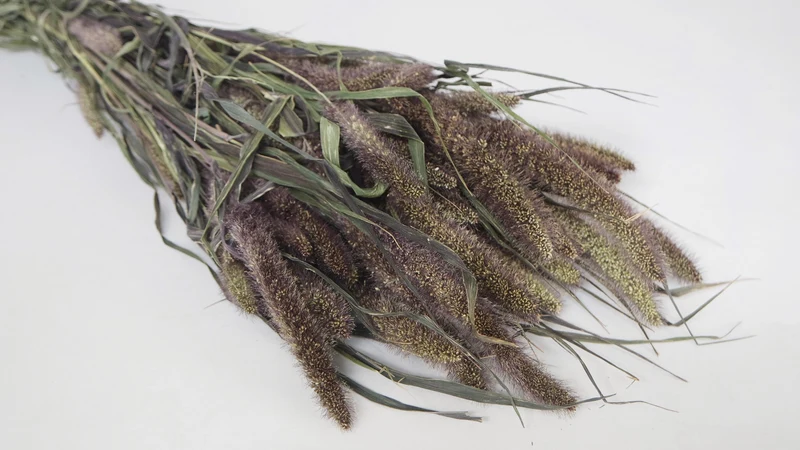 Setaria getrocknet - 1 Bund - Naturfarbe rot