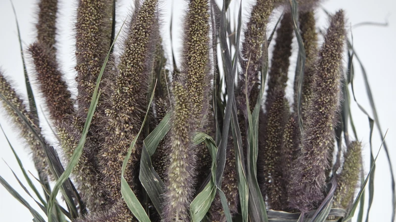 Setaria getrocknet - 1 Bund - Naturfarbe rot