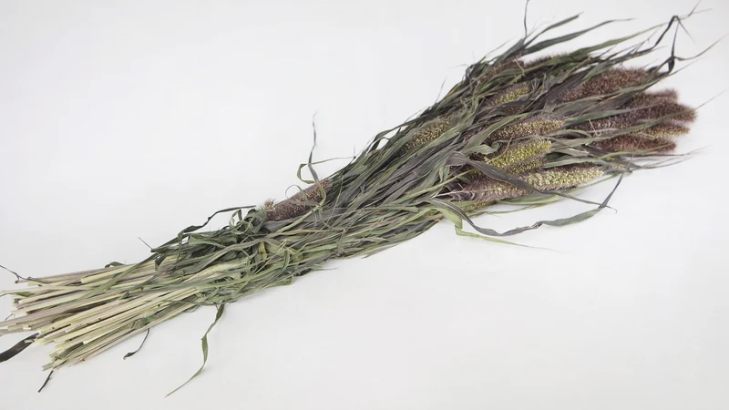 Setaria getrocknet - 1 Bund - Naturfarbe rot