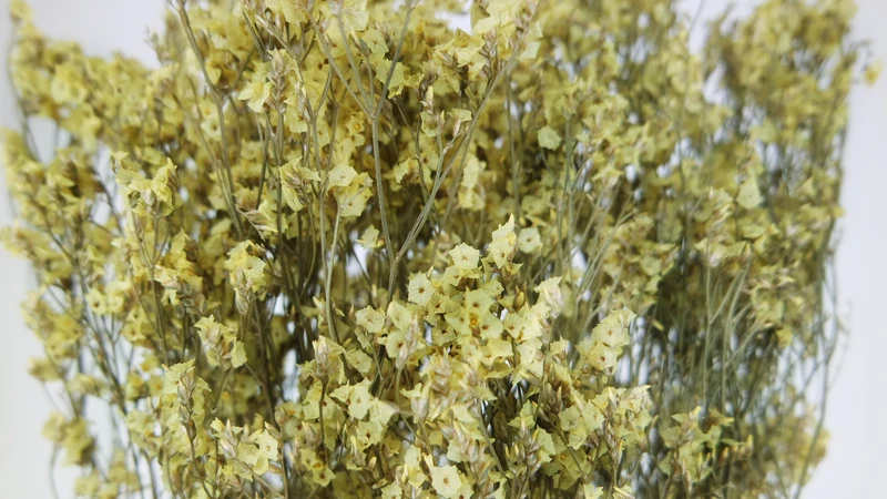 Limonium getrocknet - 1 Bund - Naturfarbe Gelb