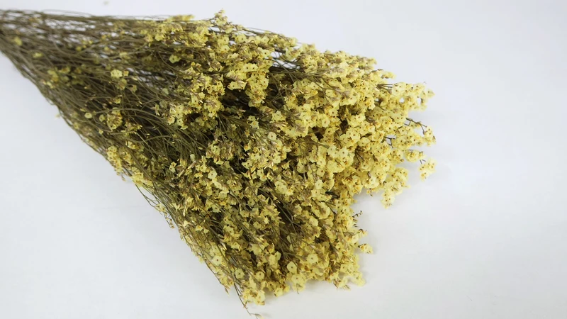 Limonium getrocknet - 1 Bund - Naturfarbe Gelb