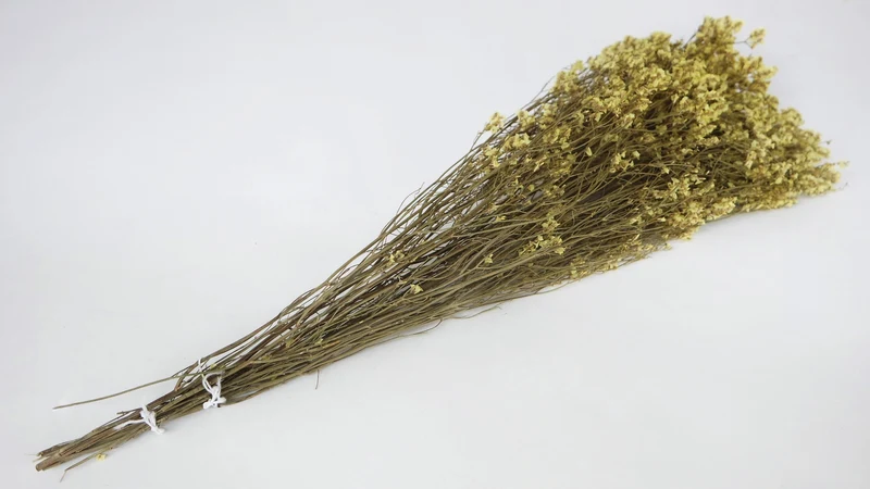 Limonium getrocknet - 1 Bund - Naturfarbe Gelb