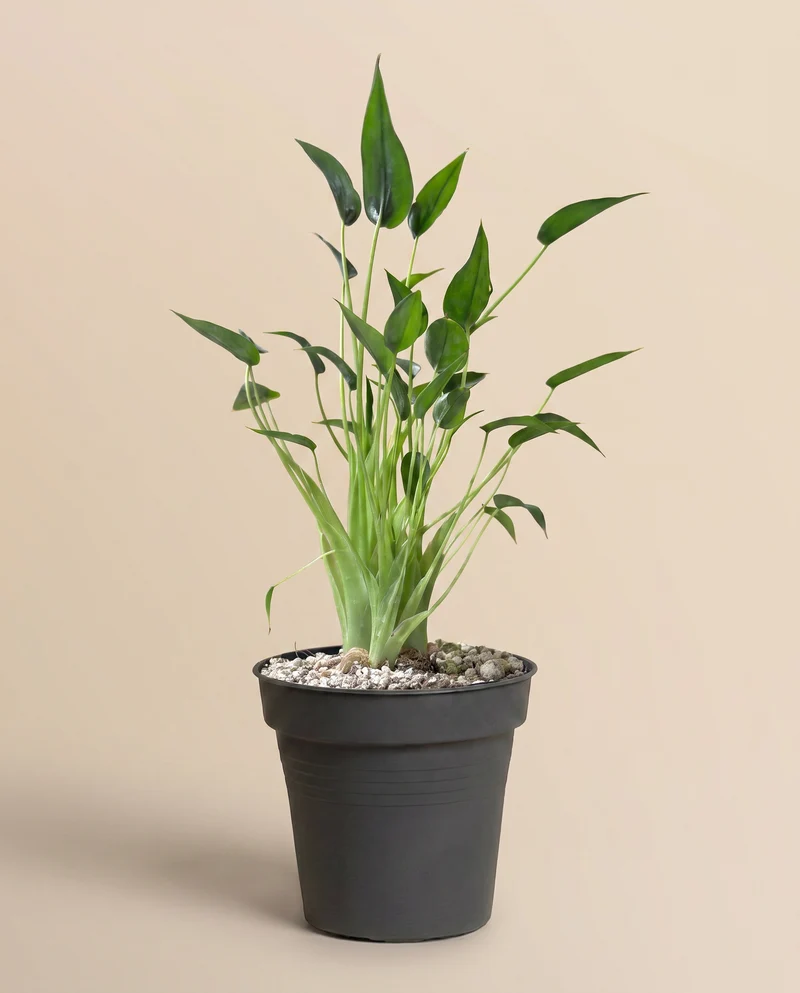 Alocasia 'Tiny Dancer' • feey