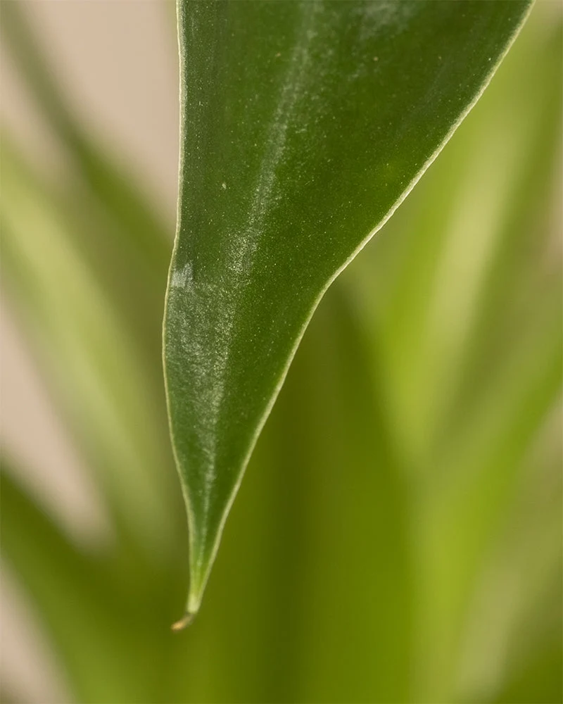 Alocasia 'Tiny Dancer' • feey