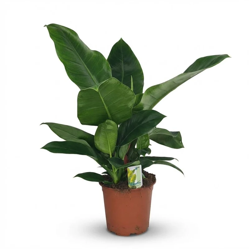 Philodendron Imperial Green kaufen | Zimmerpflanze – Topf Ø 19 cm, Höhe 65 cm