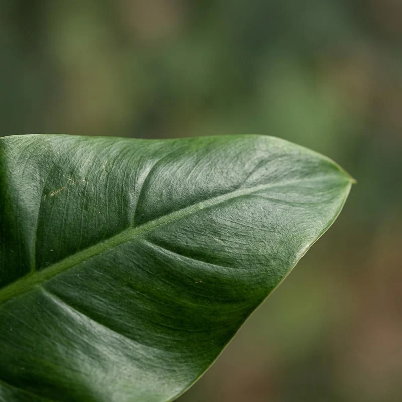 Philodendron Imperial Green kaufen | Zimmerpflanze – Topf Ø 19 cm, Höhe 65 cm