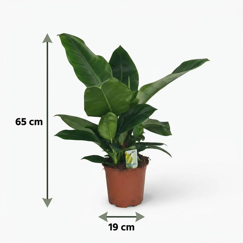 Philodendron Imperial Green kaufen | Zimmerpflanze – Topf Ø 19 cm, Höhe 65 cm