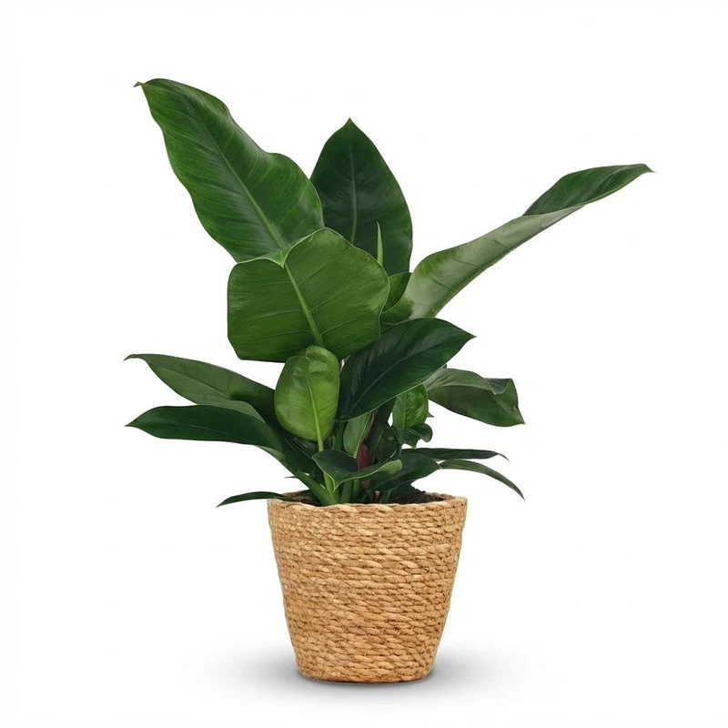 Philodendron Imperial Green kaufen | Zimmerpflanze – Topf Ø 19 cm, Höhe 65 cm