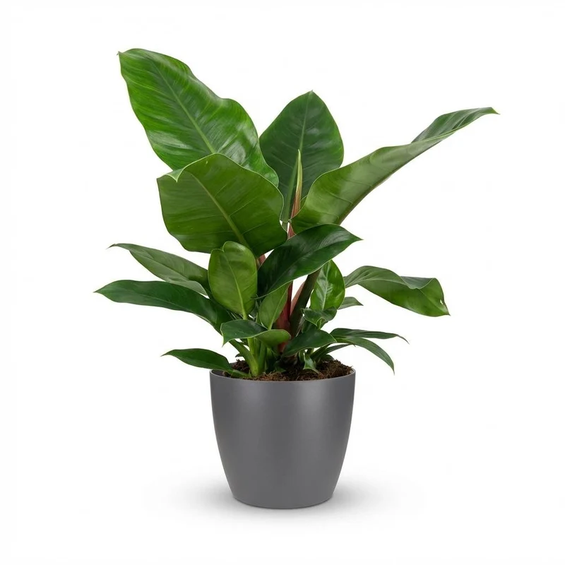 Philodendron Imperial Green kaufen | Zimmerpflanze – Topf Ø 19 cm, Höhe 65 cm