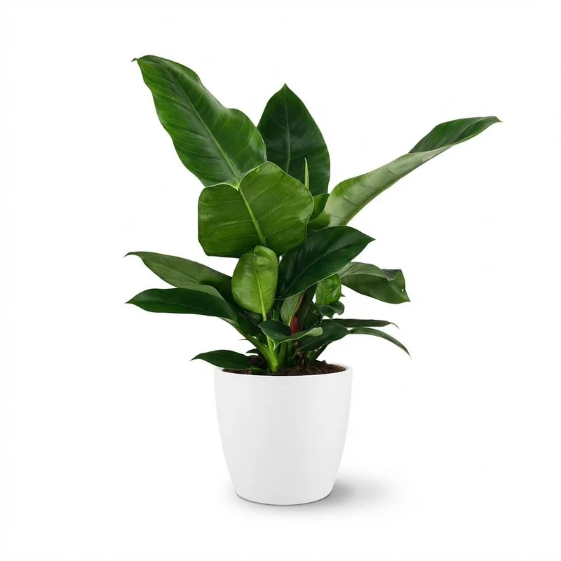 Philodendron Imperial Green kaufen | Zimmerpflanze – Topf Ø 19 cm, Höhe 65 cm