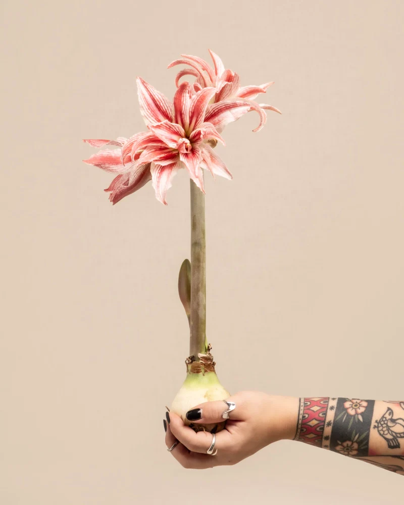 Amaryllis