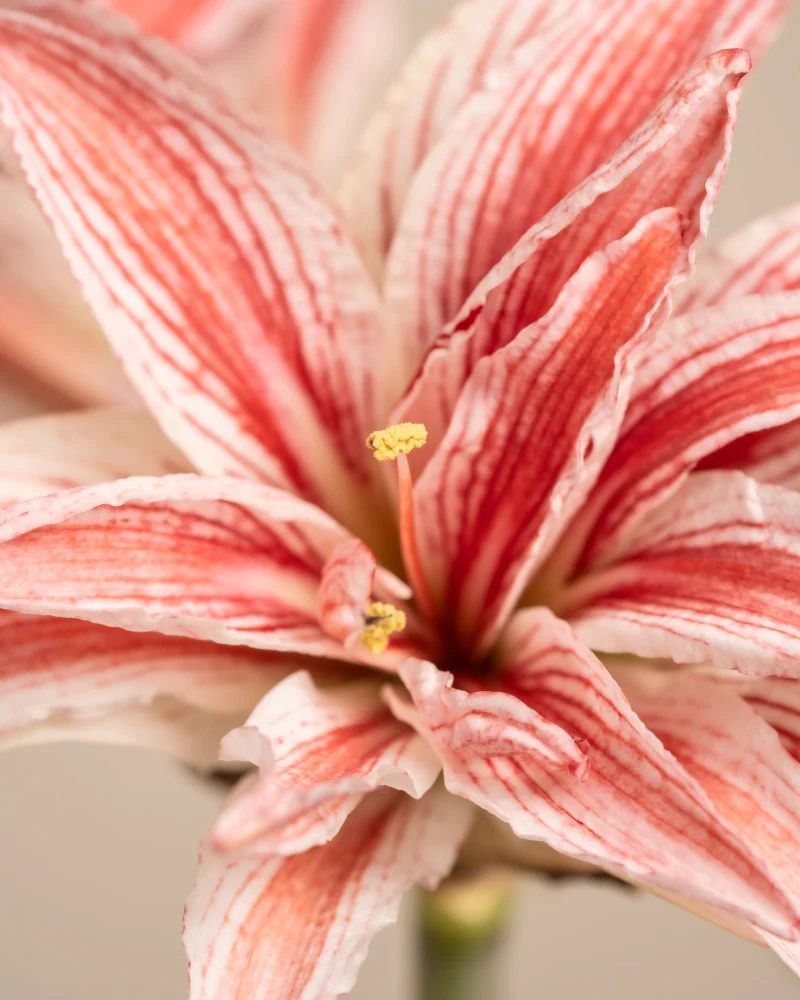 Amaryllis