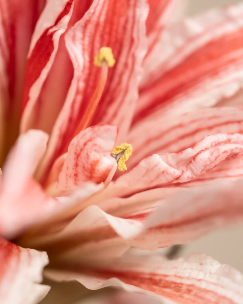 Amaryllis