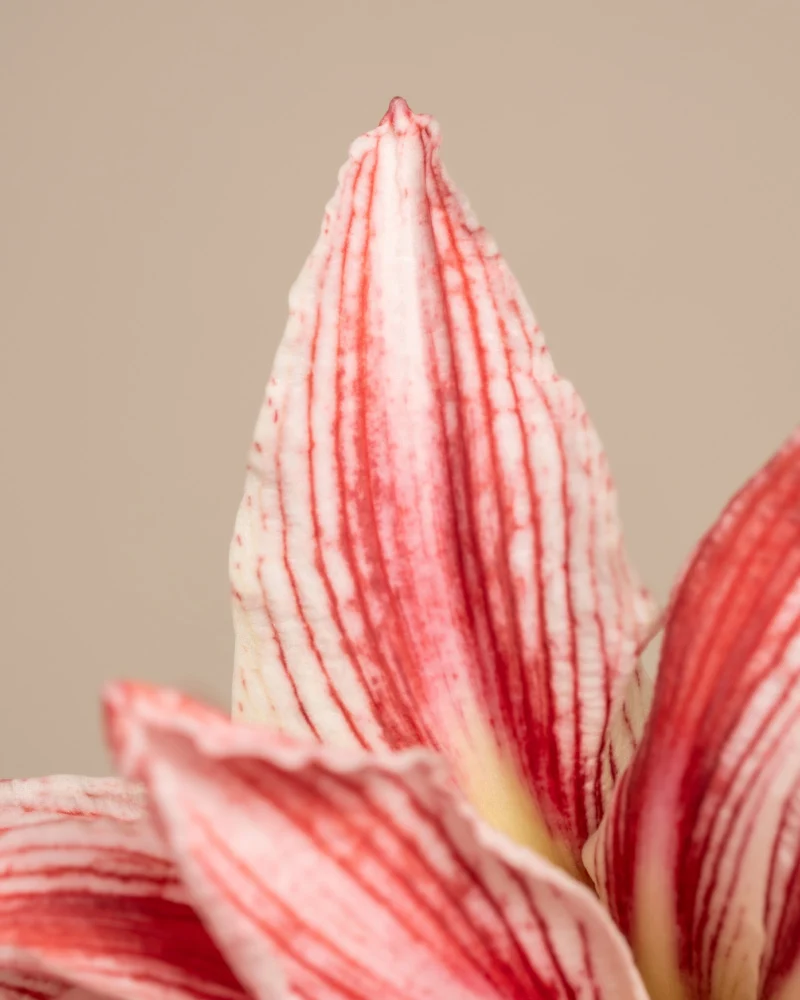 Amaryllis
