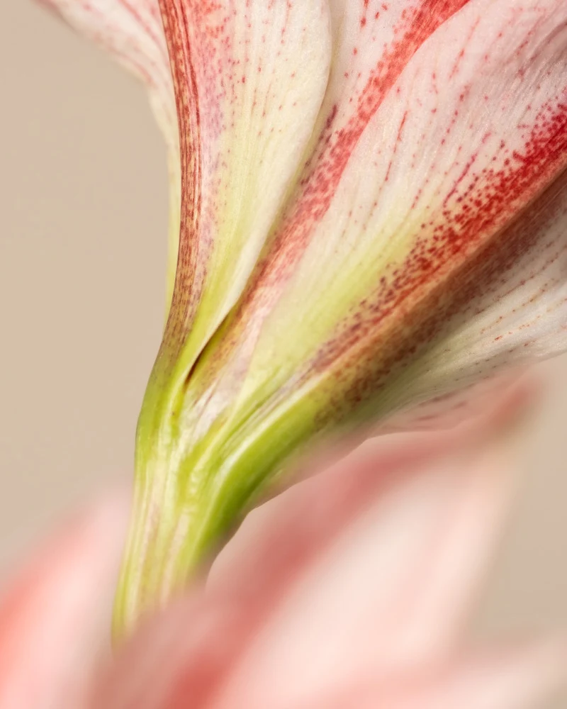 Amaryllis