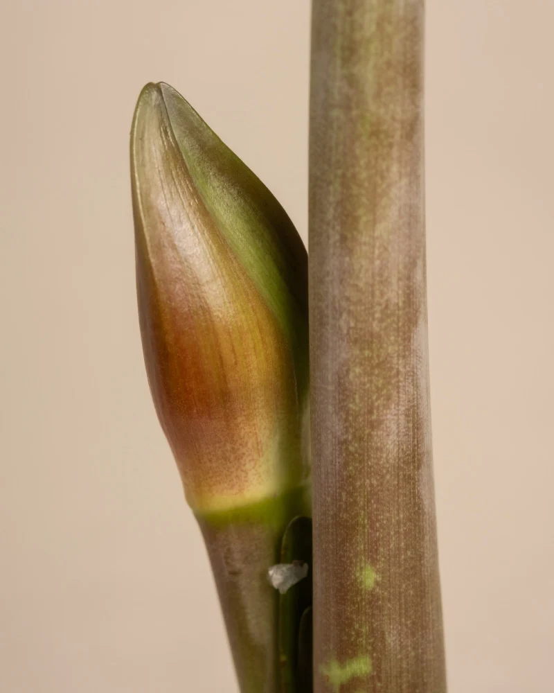 Amaryllis