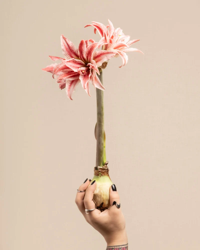 Amaryllis