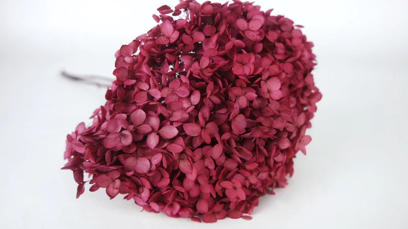 Konservierte Hortensie Anna - 1 Kopf - Magenta