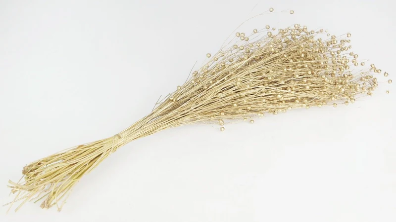 Flachs getrocknet - 1 Bund - Gold
