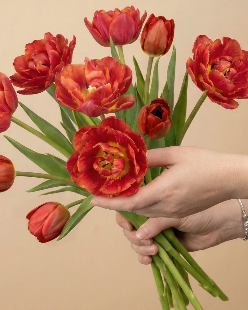 Tulpen «Herzklopfen»
