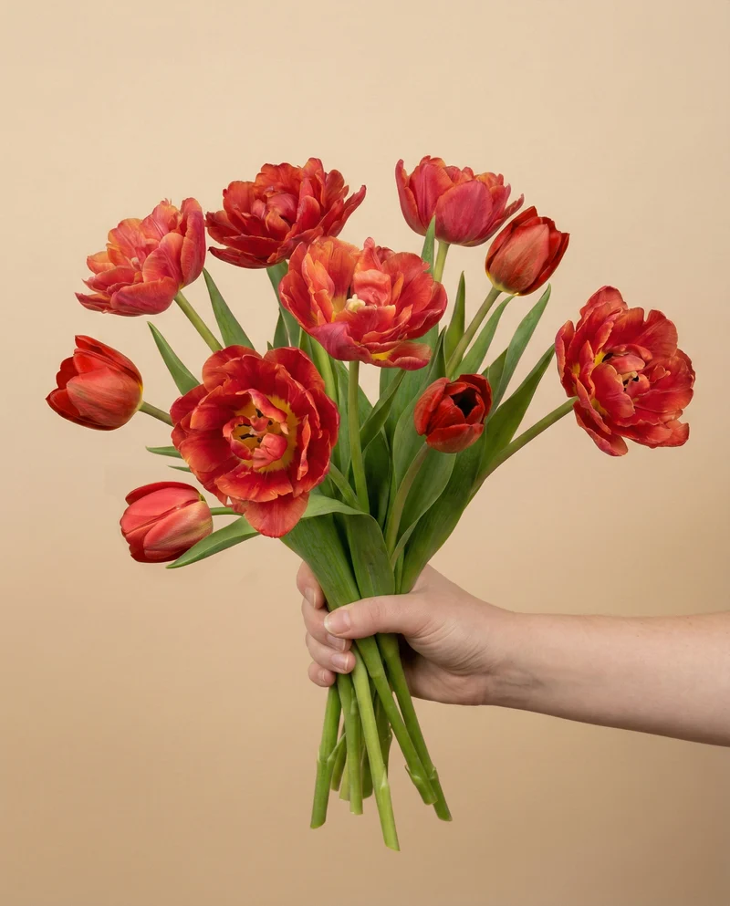 Tulpen «Herzklopfen»