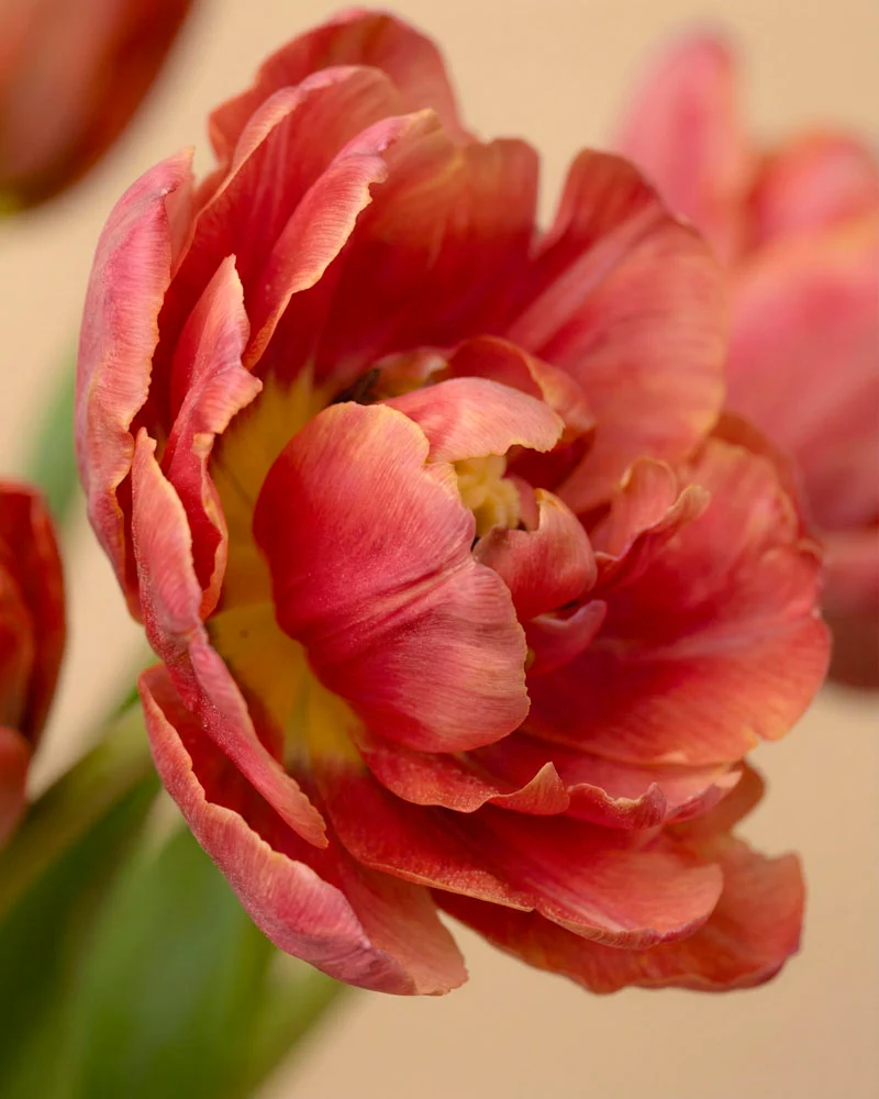 Tulpen «Herzklopfen»