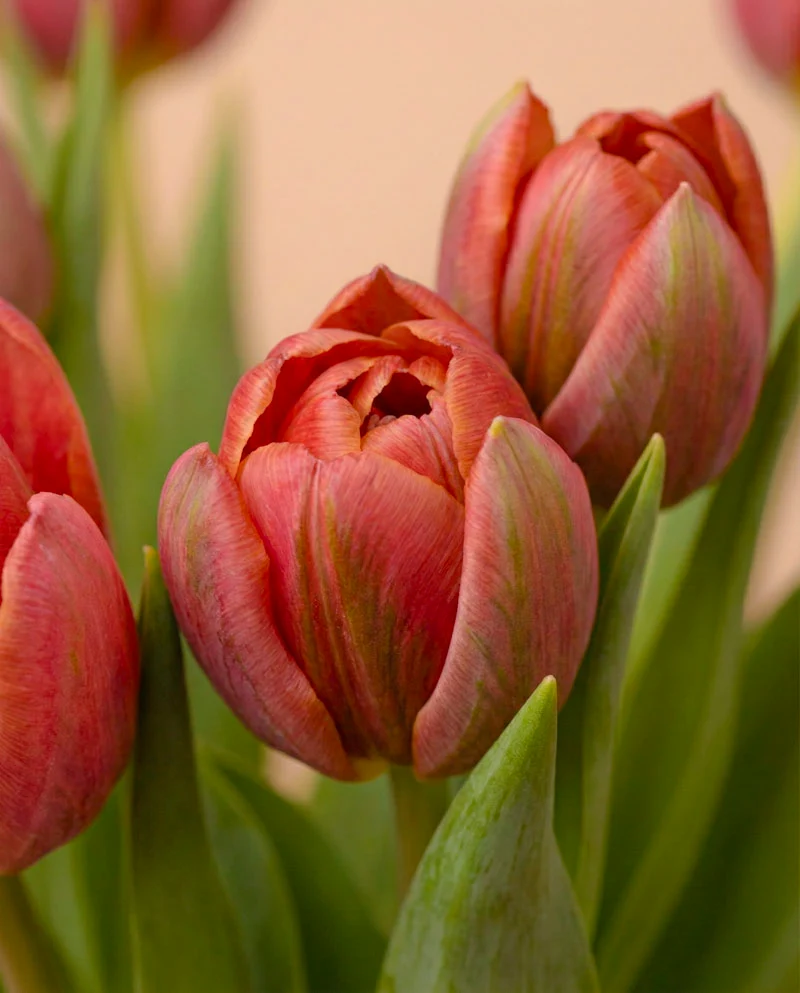 Tulpen «Herzklopfen»