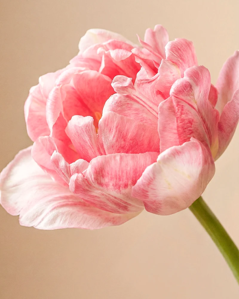 Tulpen «Liebesgedicht»