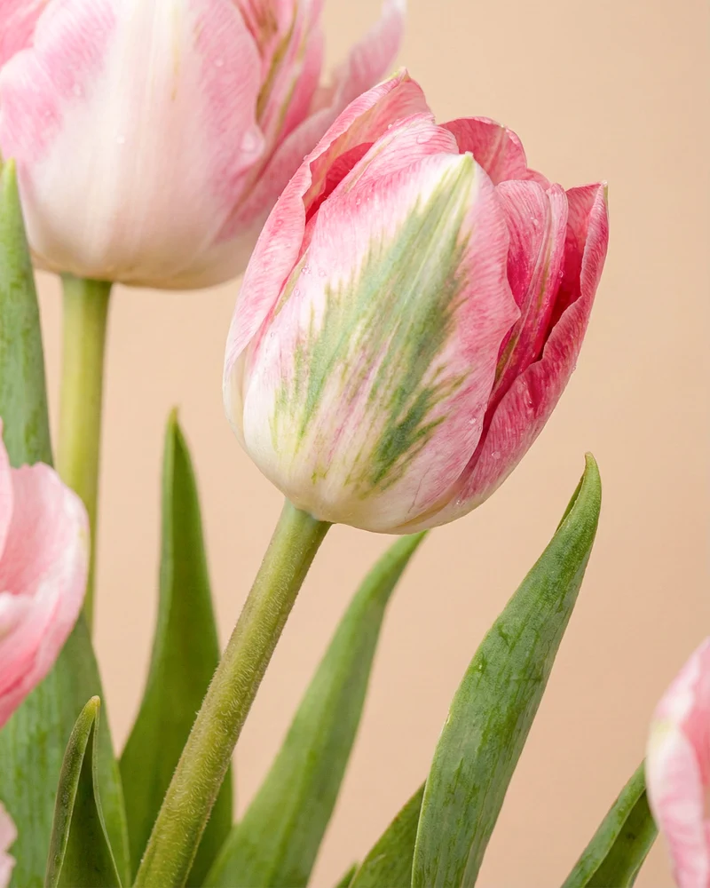 Tulpen «Liebesgedicht»