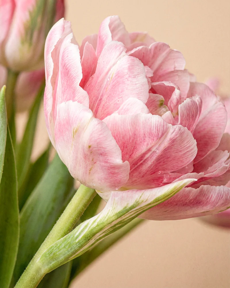 Tulpen «Liebesgedicht»