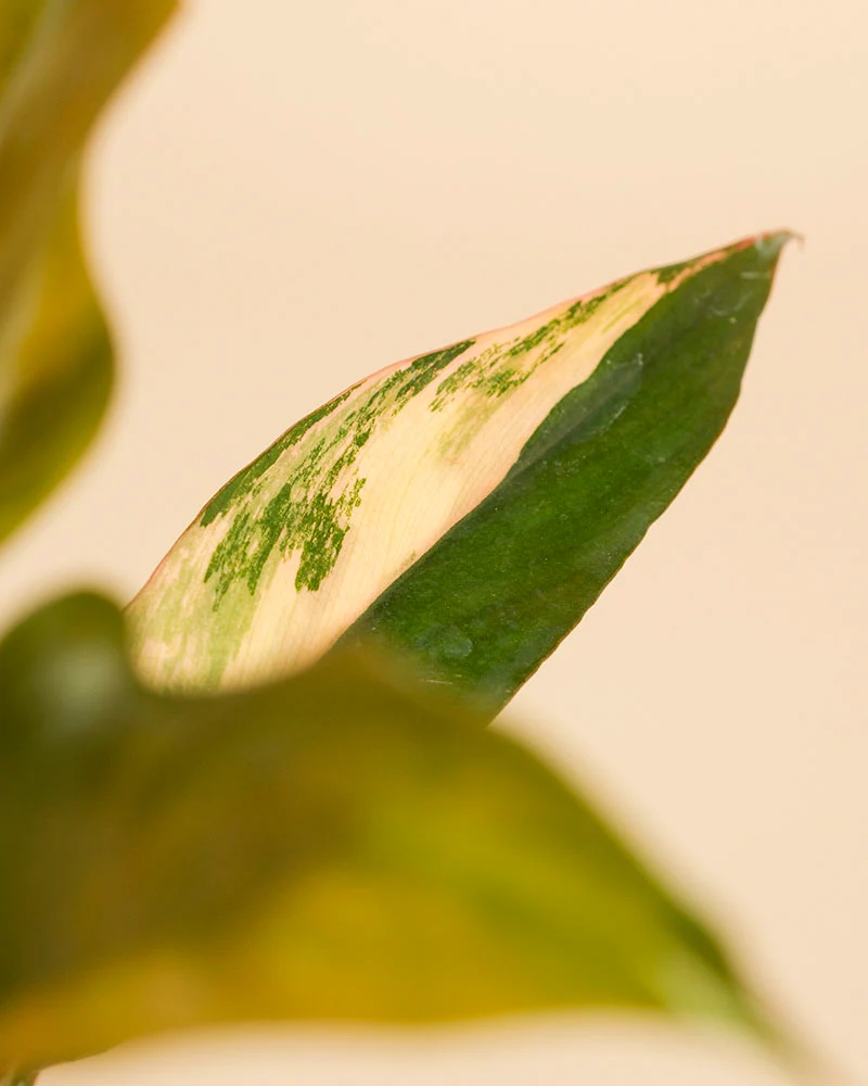 Philodendron 'Caramel Marble' • feey