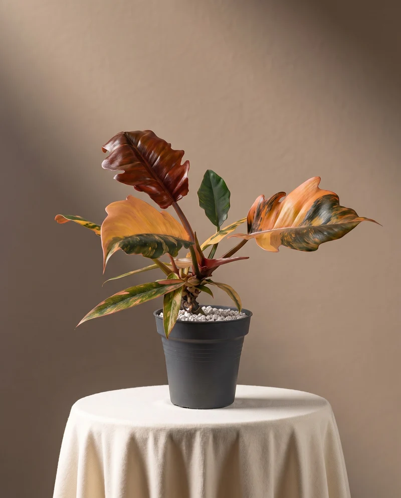 Philodendron 'Caramel Marble' • feey