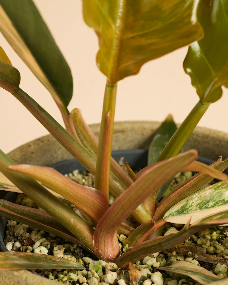 Philodendron 'Caramel Marble' • feey