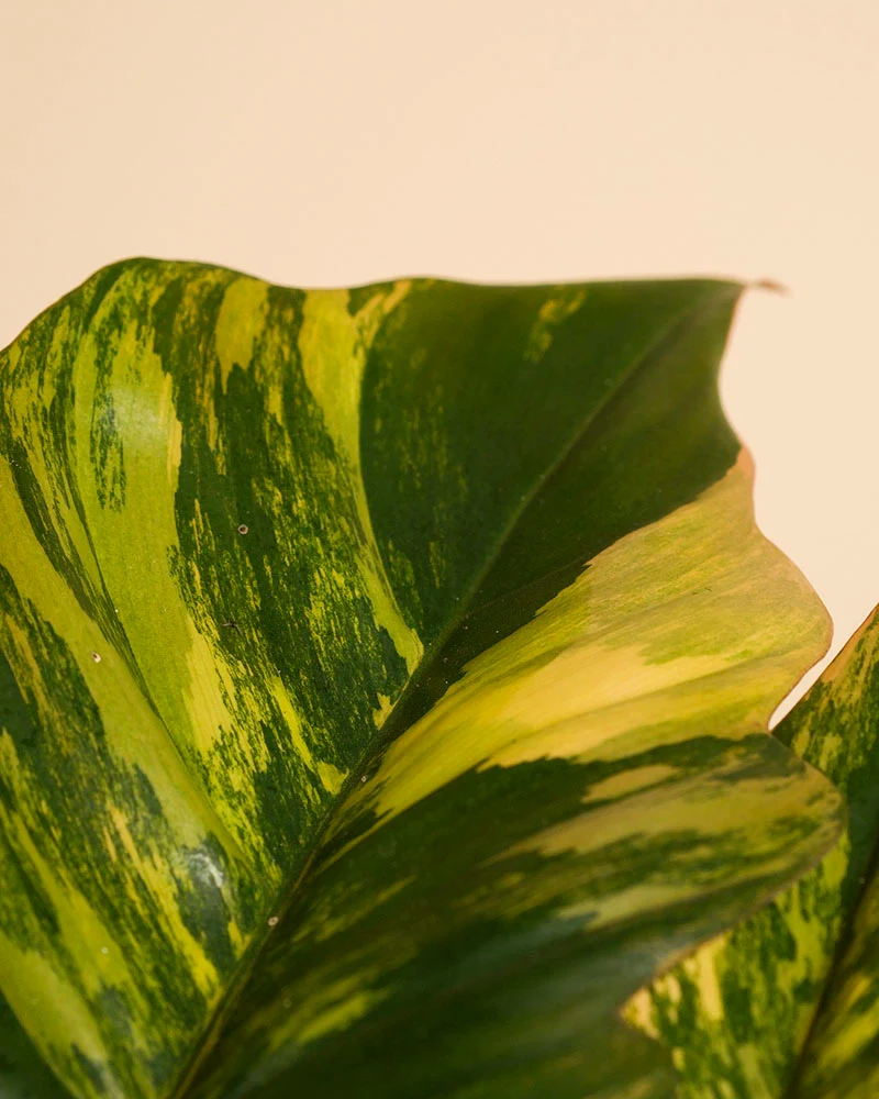 Philodendron 'Caramel Marble' • feey