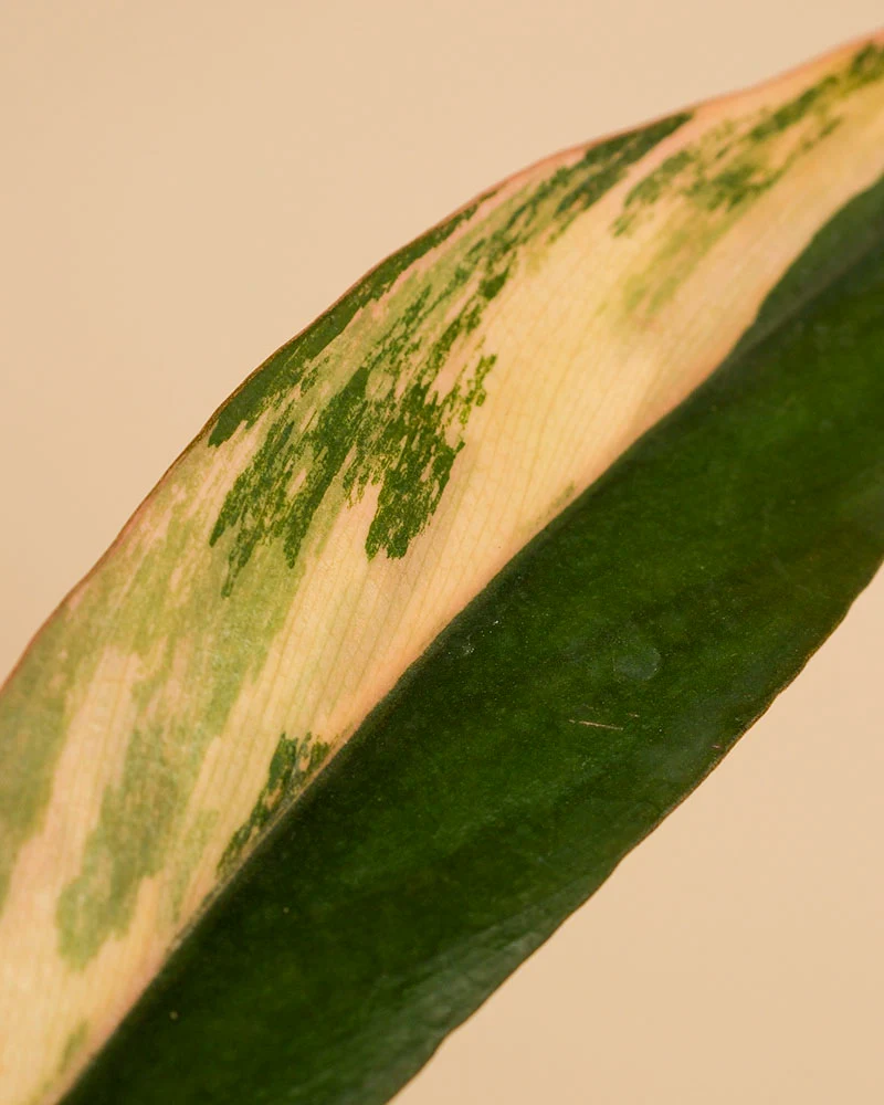 Philodendron 'Caramel Marble' • feey