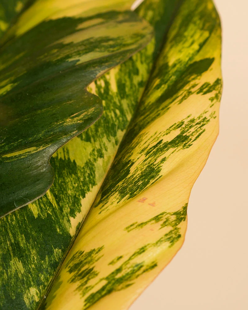 Philodendron 'Caramel Marble' • feey