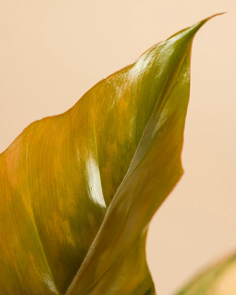 Philodendron 'Caramel Marble' • feey