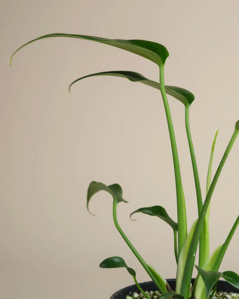 Monstera 'Burle Marx Flame' • feey