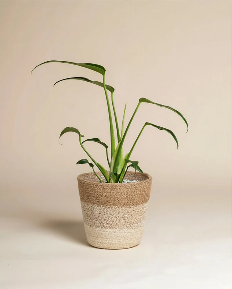 Monstera 'Burle Marx Flame' • feey