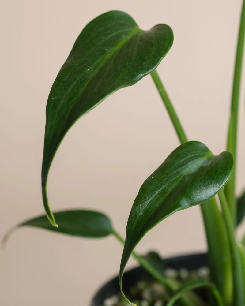 Monstera 'Burle Marx Flame' • feey