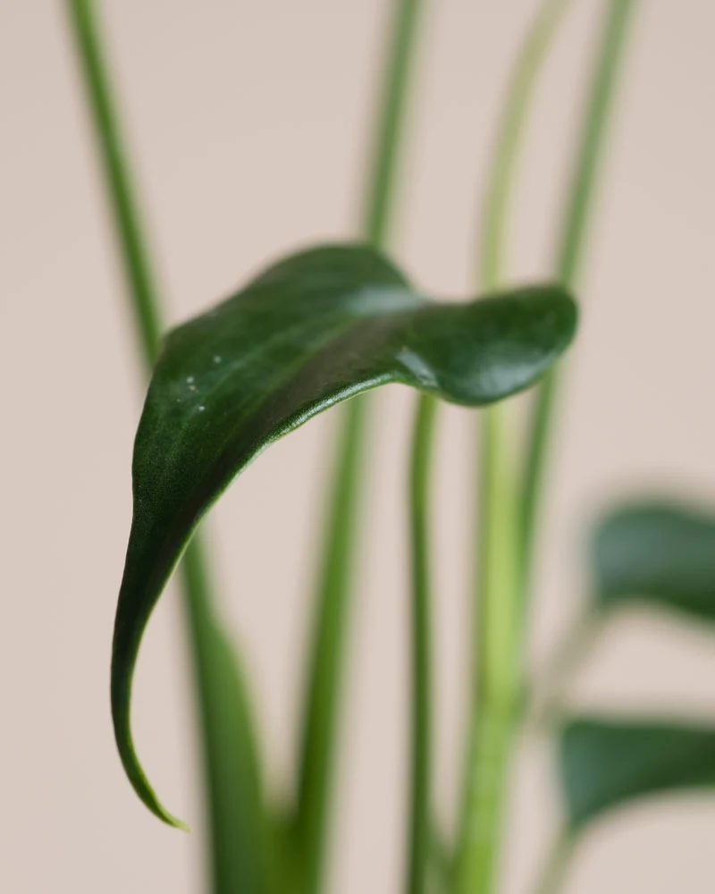 Monstera 'Burle Marx Flame' • feey