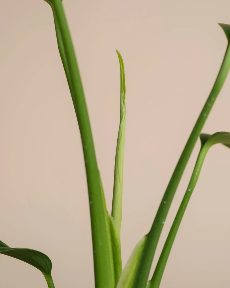 Monstera 'Burle Marx Flame' • feey