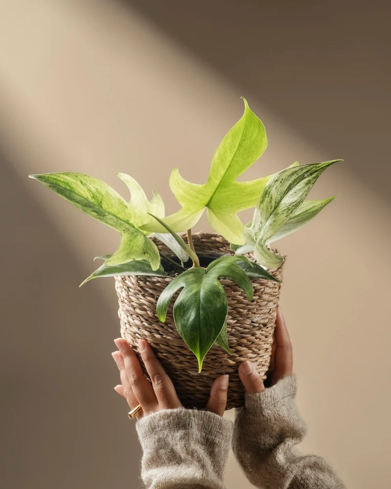 Philodendron 'Florida Ghost'