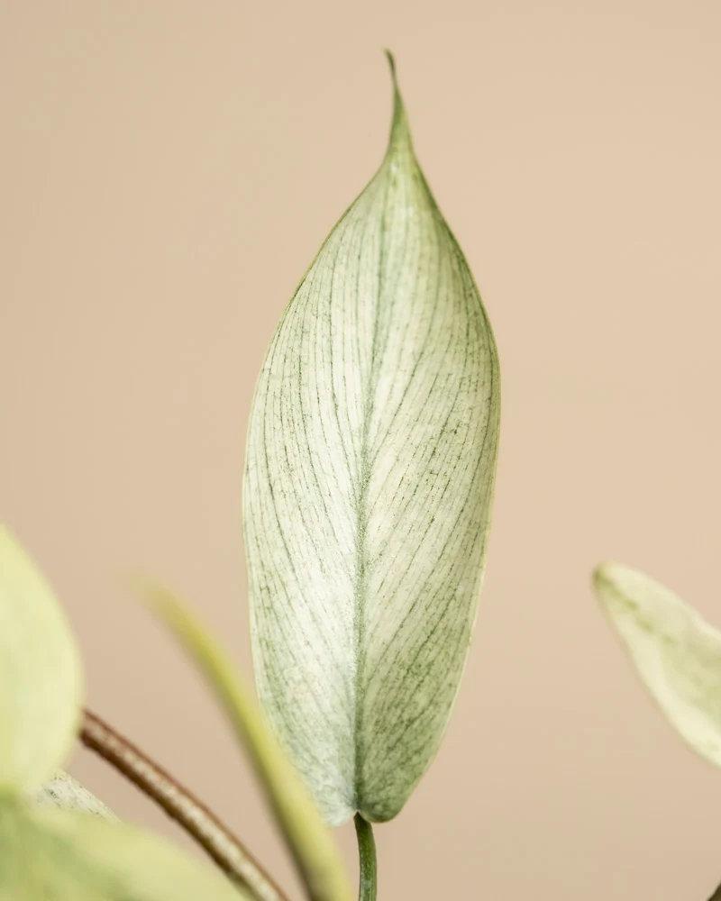 Philodendron 'Florida Ghost'