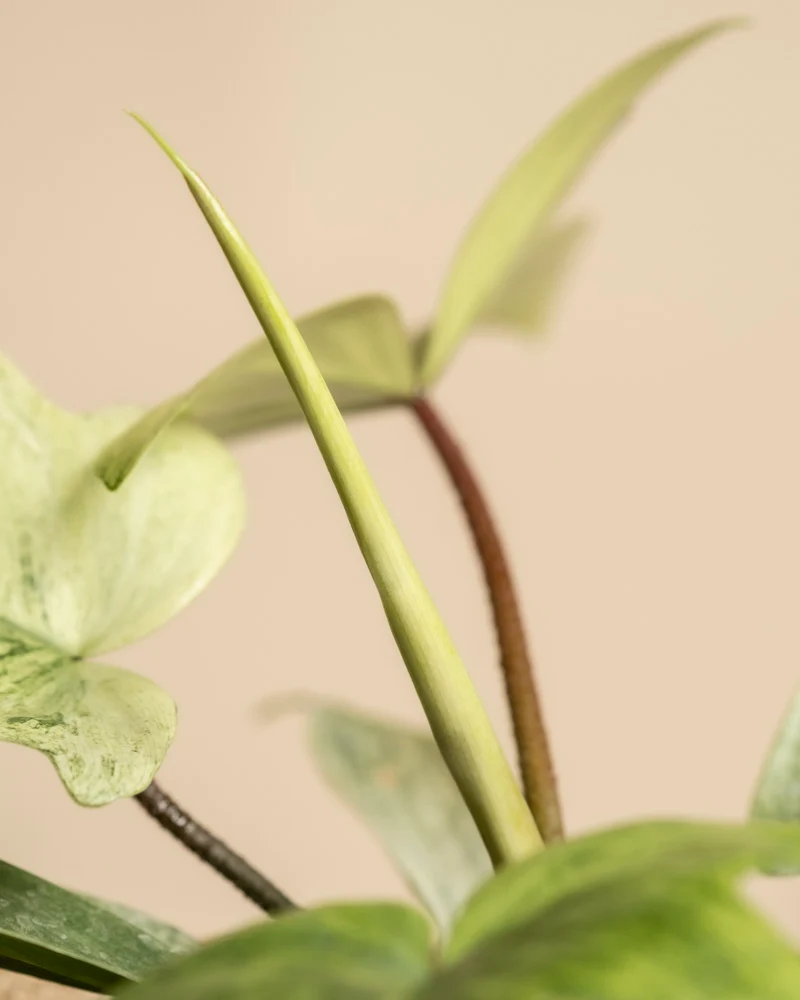 Philodendron 'Florida Ghost'